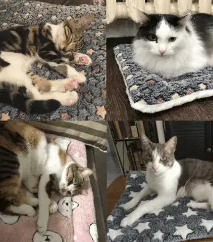 Cosy Calming Cat Blanket