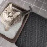 Double Layer Non-Slip Pet Cat Litter Mat