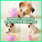 Jumping Activation Ball for Dogs and Cats