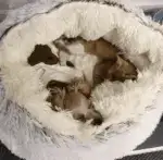 Premium Pet Bed