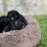 The cozy pet bed 'Cloud 7'