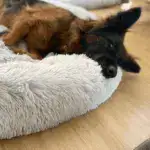 The cozy pet bed 'Cloud 7'
