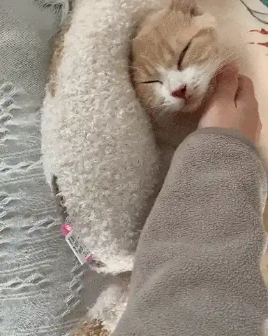 Cat Pillow