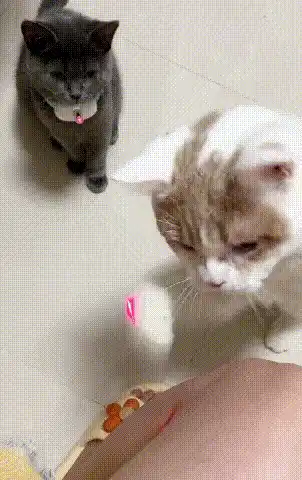 Interactive Cat Toy