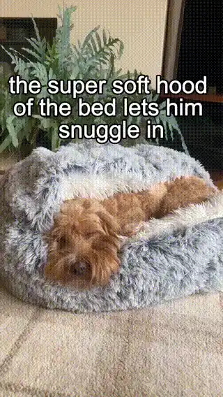 Pet Bed in Use
