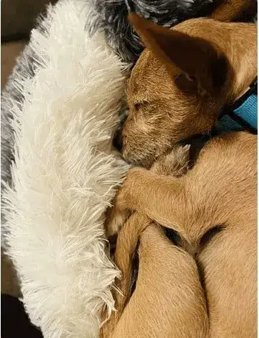 Warmth and Security