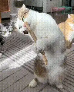 Kitten enjoying silvervine stick