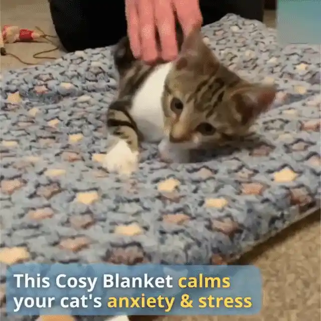 Cat Blanket