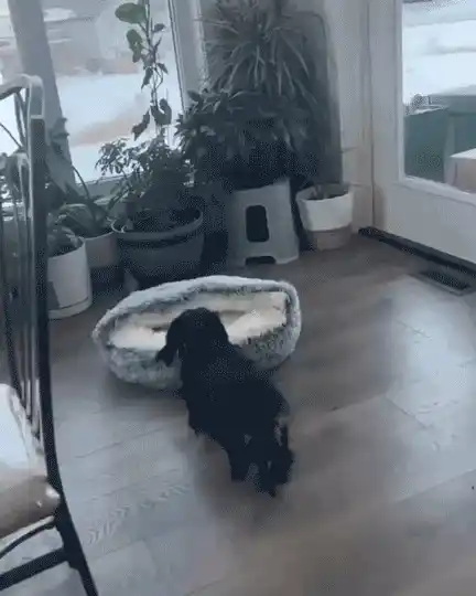 Cozy Pet Bed