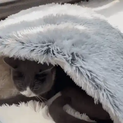 Kipotek Pet Bed